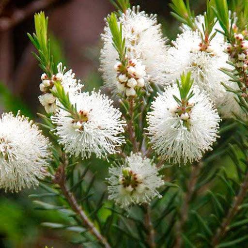 Árbol de Té como Remedio Natural para Granitos - Come Verde