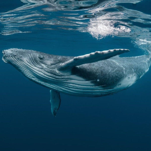 ¿Por qué son tan importantes los océanos en nuestra vida cotidiana?🐋 - Come Verde