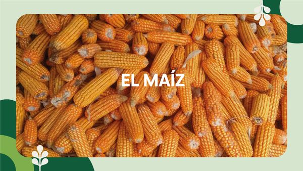 La importancia del maíz en una dieta mexicana.